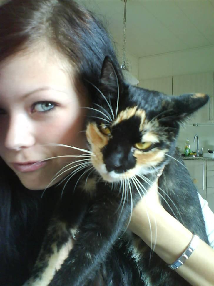 Huskat Daisy R.I.P 2007-08 - min lille skat savner dig , du vil altid ha en plads i mit hjerte R.I.P billede 1