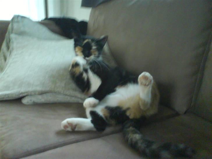 Huskat Daisy R.I.P 2007-08 - Jeg skal lige vaske mig lidt . billede 2