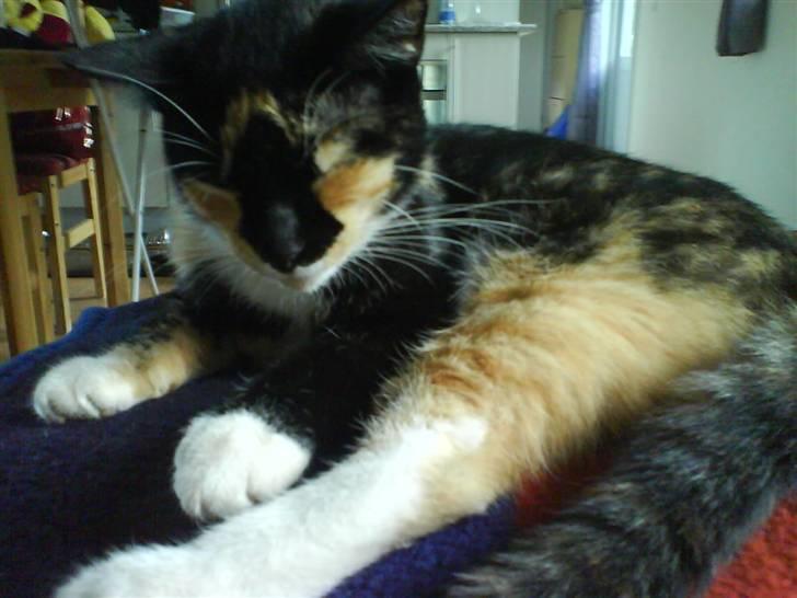 Huskat Daisy R.I.P 2007-08 - nåår er man træt? billede 3