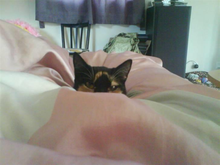 Huskat Daisy R.I.P 2007-08 - `KUK KUK billede 4