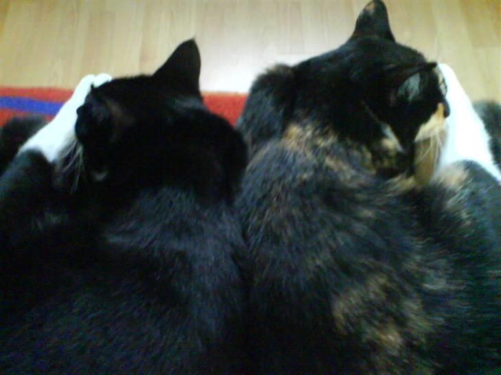 Huskat Daisy R.I.P 2007-08 - vi er såå meget ens .  billede 6