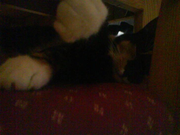 Huskat Daisy R.I.P 2007-08 - kna du se mig MOOAR billede 7