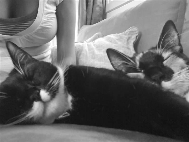 Huskat Daisy R.I.P 2007-08 - nååår såå søde. billede 8