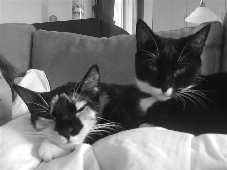 Huskat Daisy R.I.P 2007-08 - Daisy og Bella putter , Bella er hendes søster billede 9