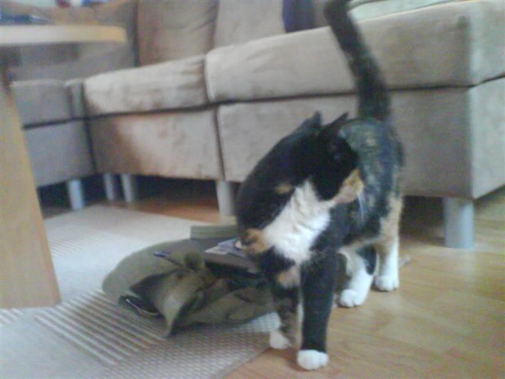 Huskat Daisy R.I.P 2007-08 - hvad var det `?  billede 10