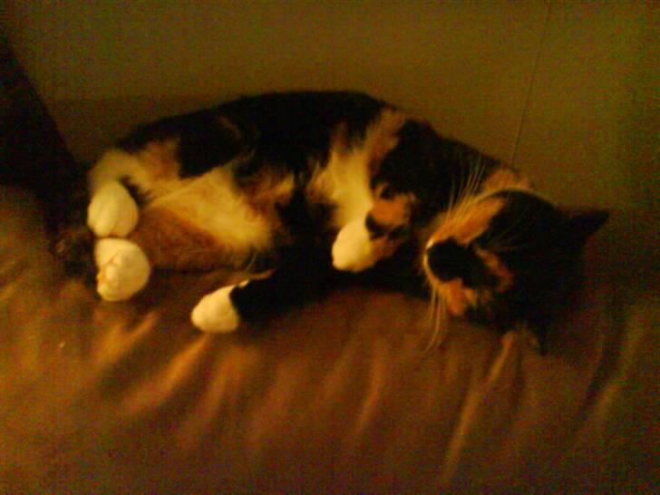 Huskat Daisy R.I.P 2007-08 - hun lå altid der , det var hendes ligge plads.  billede 11