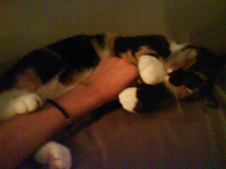 Huskat Daisy R.I.P 2007-08 - Her sutter hun på min finger det lille barn hehe  billede 12