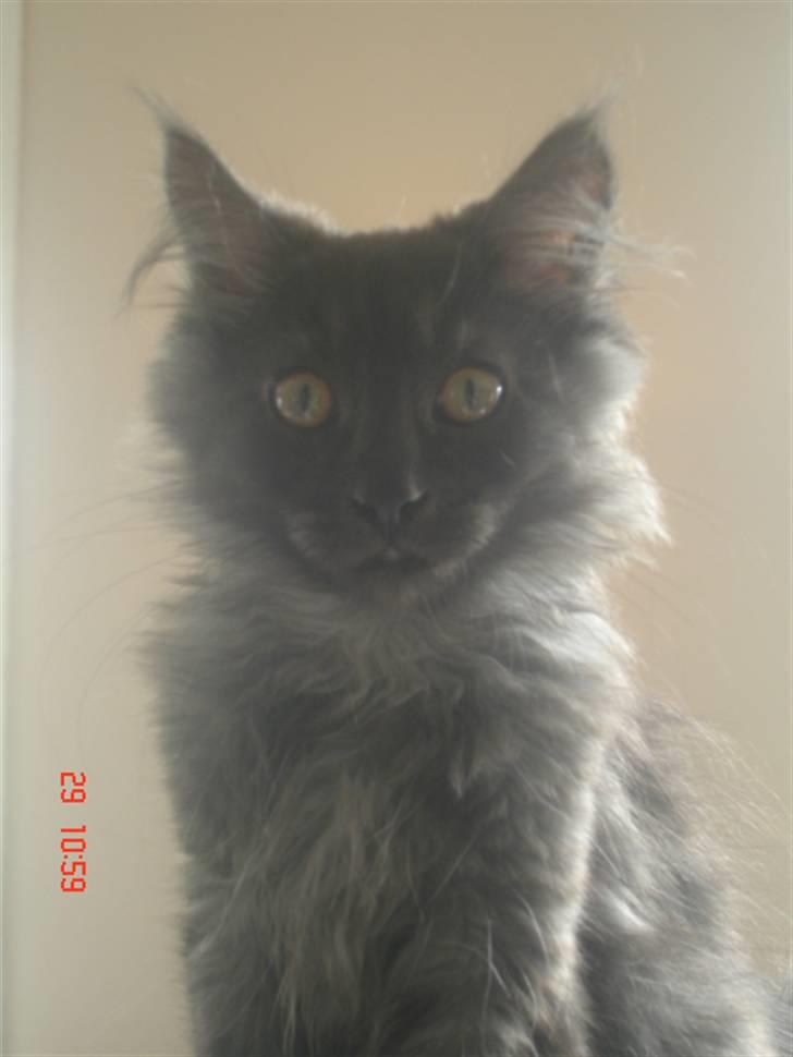Maine Coon DK Kruse Aseem (Solgt) billede 1