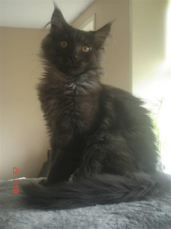 Maine Coon DK Kruse Aseem (Solgt) billede 2