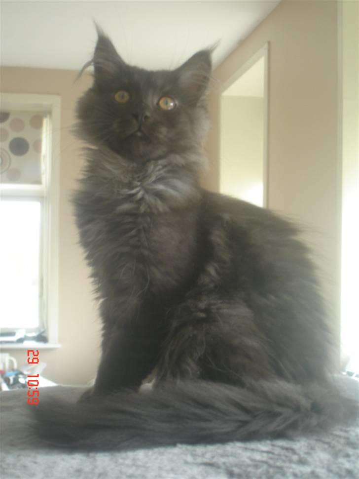 Maine Coon DK Kruse Aseem (Solgt) billede 3