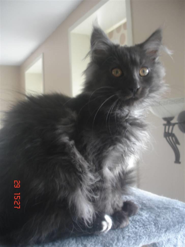 Maine Coon DK Kruse Aseem (Solgt) billede 4