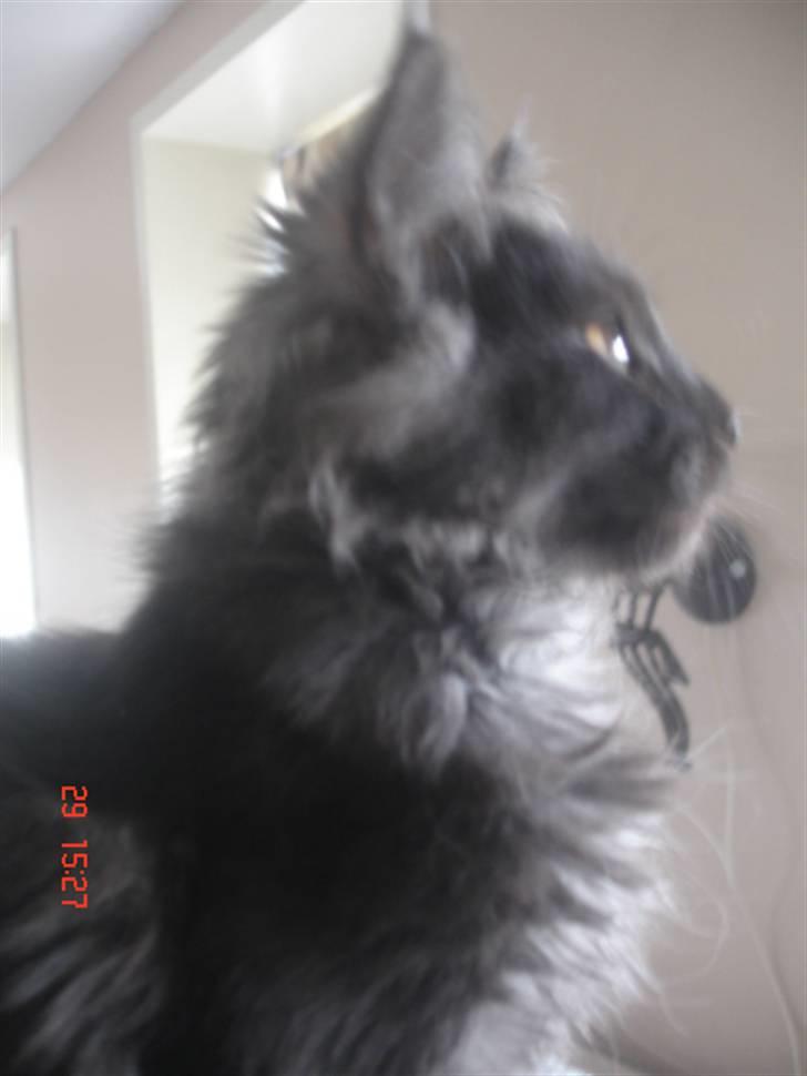 Maine Coon DK Kruse Aseem (Solgt) billede 5