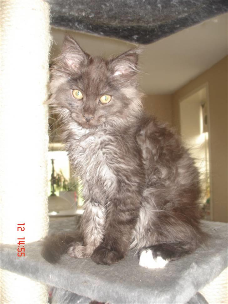 Maine Coon DK Kruse Aseem (Solgt) billede 6