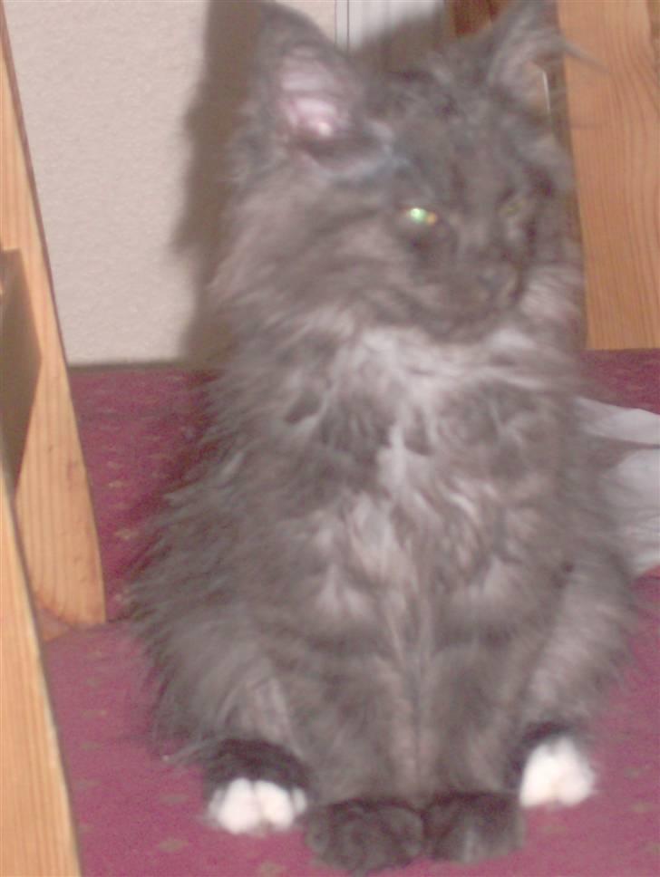 Maine Coon DK Kruse Aseem (Solgt) billede 7