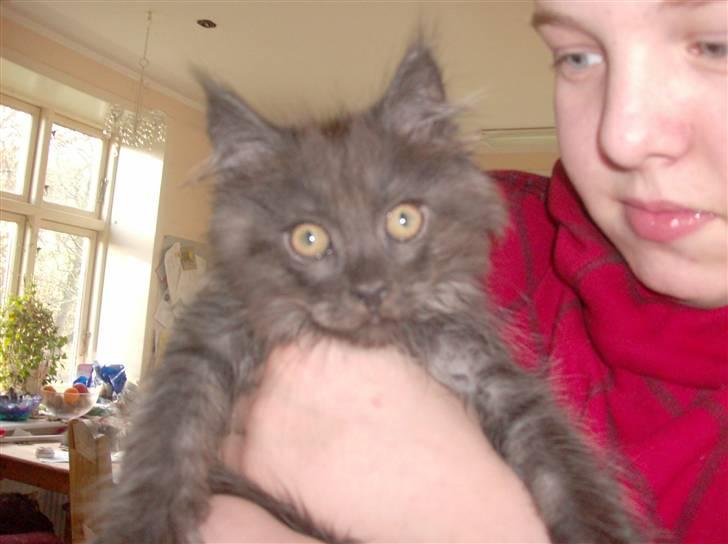 Maine Coon DK Kruse Aseem (Solgt) billede 8