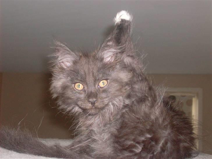 Maine Coon DK Kruse Aseem (Solgt) billede 9