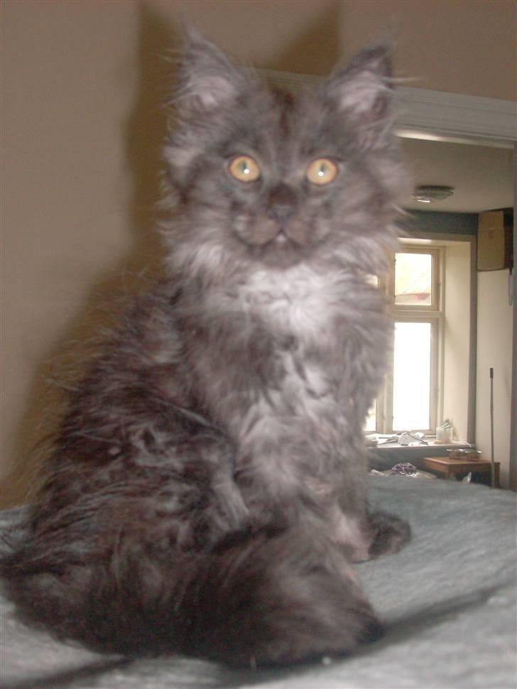 Maine Coon DK Kruse Aseem (Solgt) billede 10