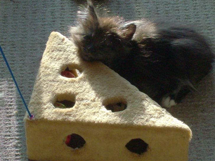 Maine Coon DK Kruse Aseem (Solgt) billede 11