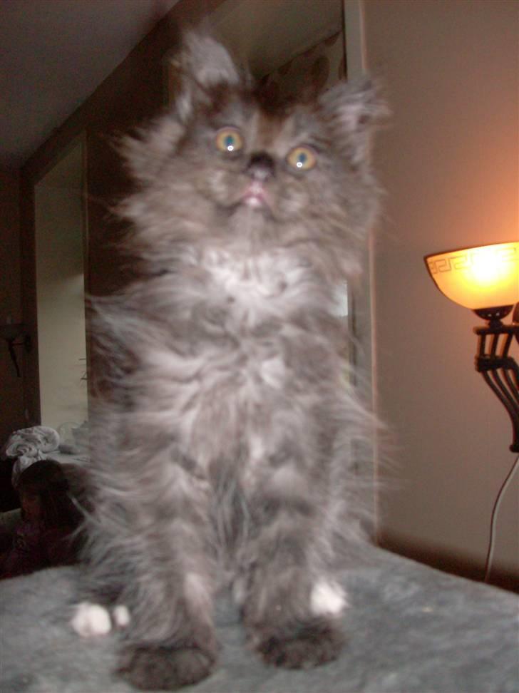 Maine Coon DK Kruse Aseem (Solgt) billede 12