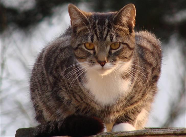 Huskat Luske billede 1