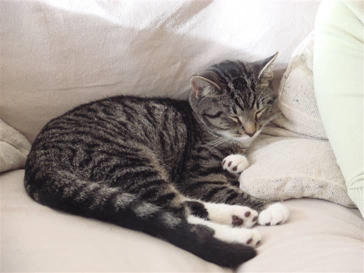 Huskat Luske billede 2