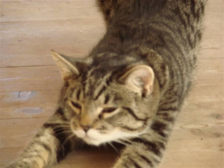 Huskat Luske billede 3