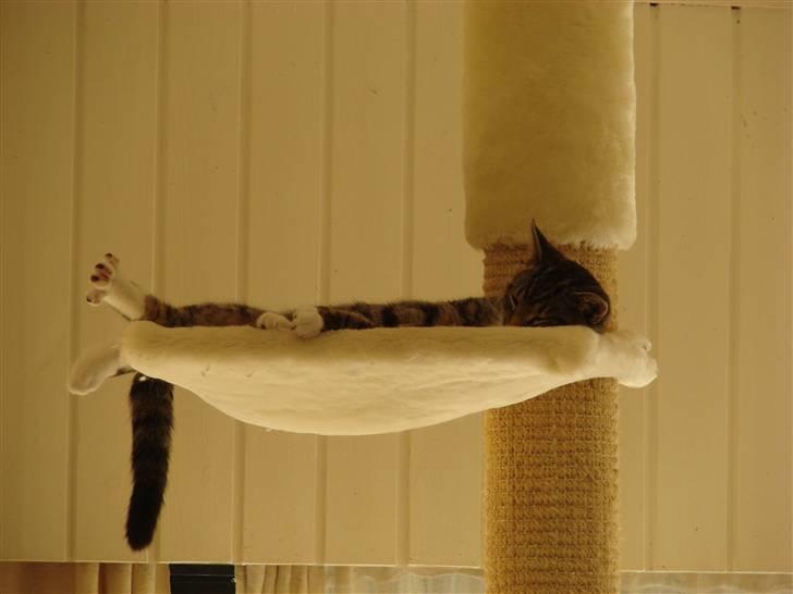 Huskat Luske billede 4