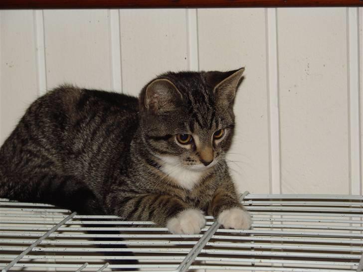 Huskat Luske billede 5