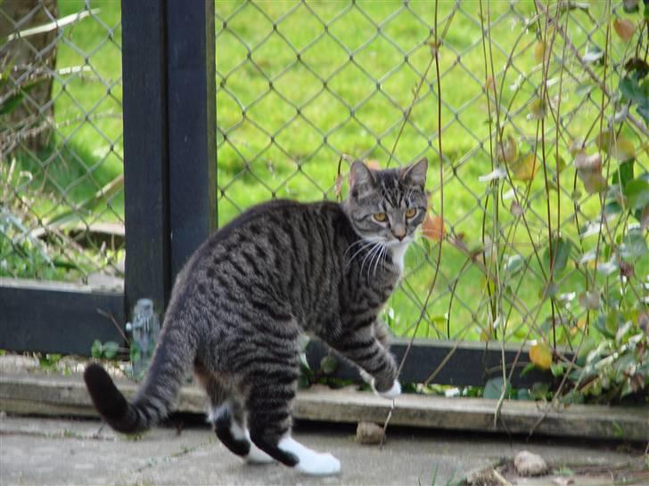 Huskat Luske billede 6