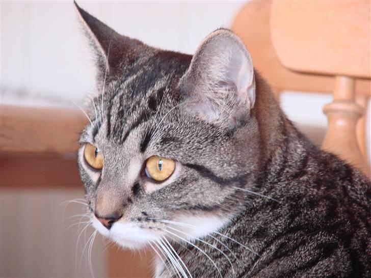 Huskat Luske billede 7