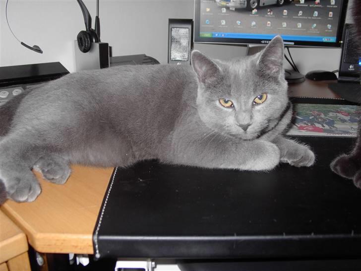 British Shorthair JH Ferrari billede 1