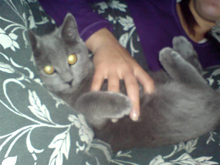 British Shorthair JH Ferrari billede 3