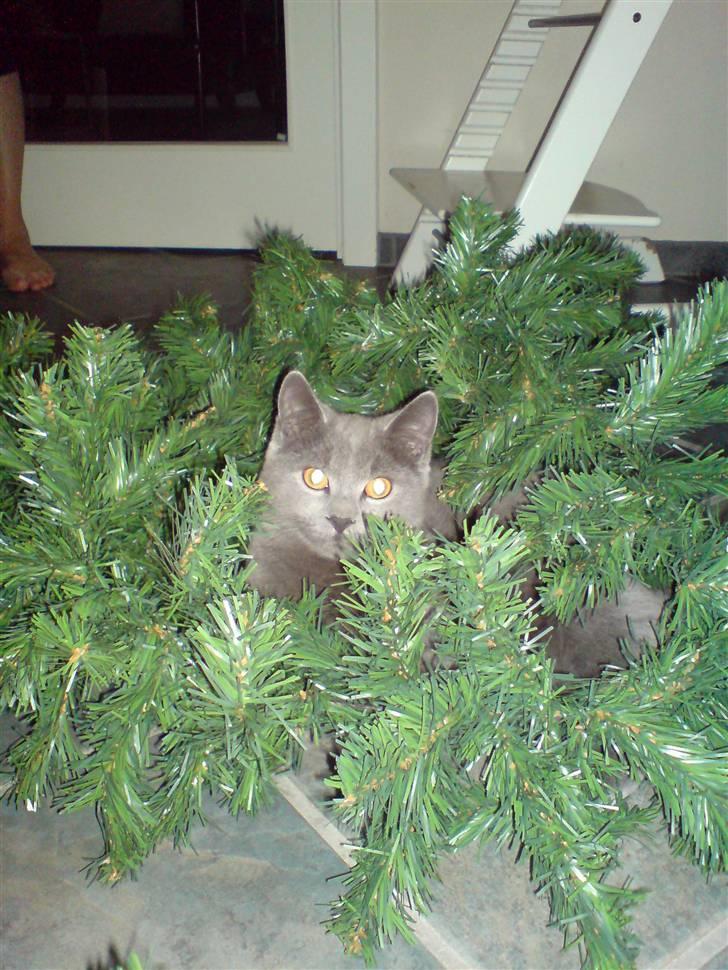 British Shorthair JH Ferrari billede 4