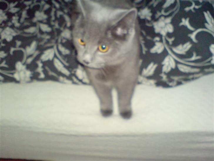 British Shorthair JH Ferrari billede 5