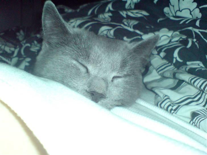 British Shorthair JH Ferrari billede 6