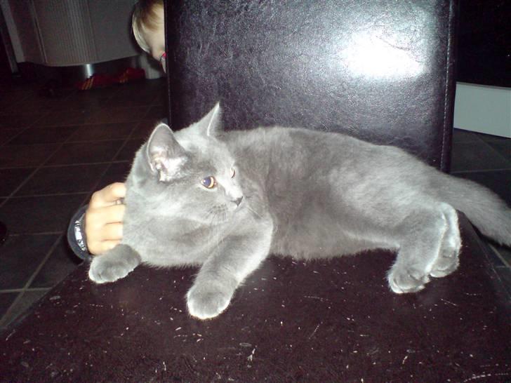 British Shorthair JH Ferrari billede 7