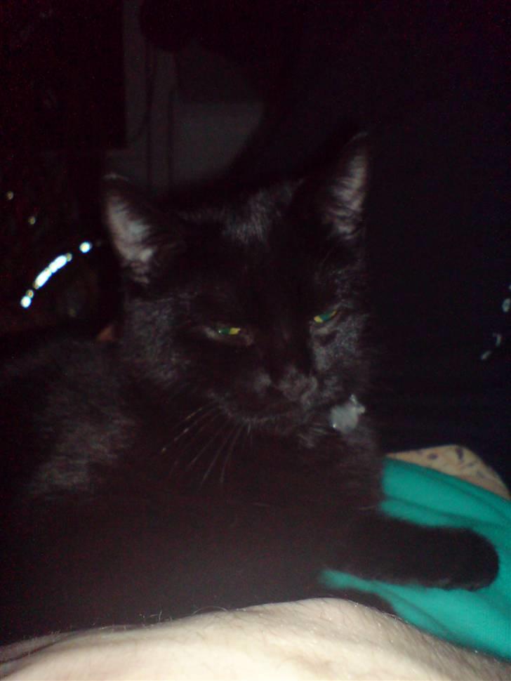 Blanding af racer JH Chilli billede 2