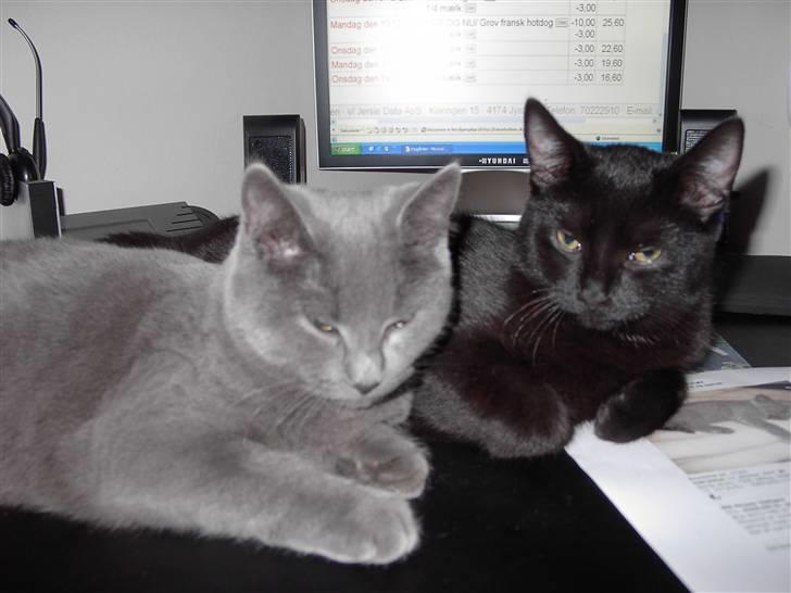 Blanding af racer JH Chilli billede 3