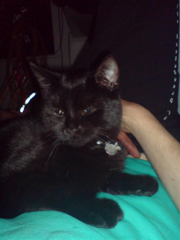 Blanding af racer JH Chilli billede 4