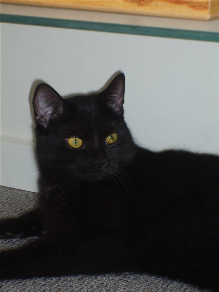 Blanding af racer JH Chilli billede 5