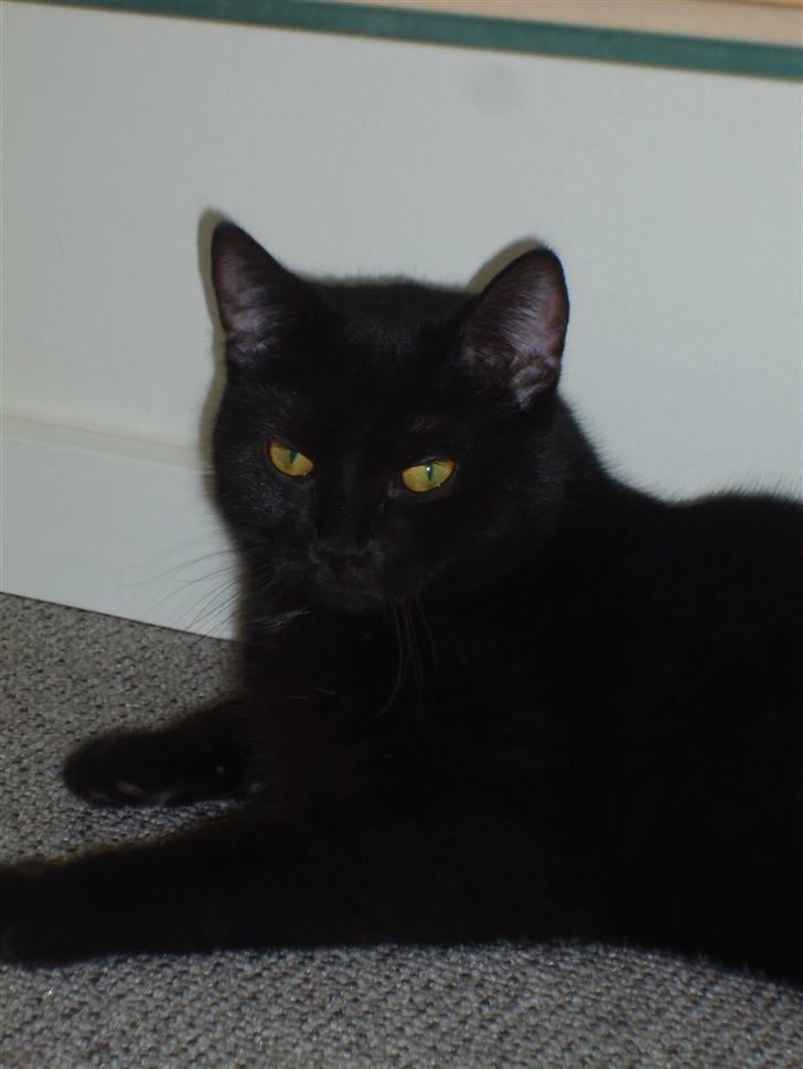 Blanding af racer JH Chilli billede 6