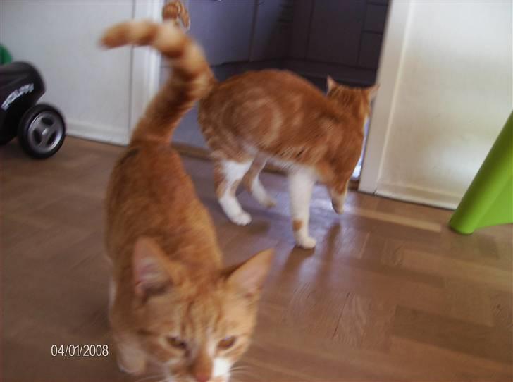 Huskat Otto *RIP 12.06.08* - Jeg vil gerne fotograferes mor billede 6