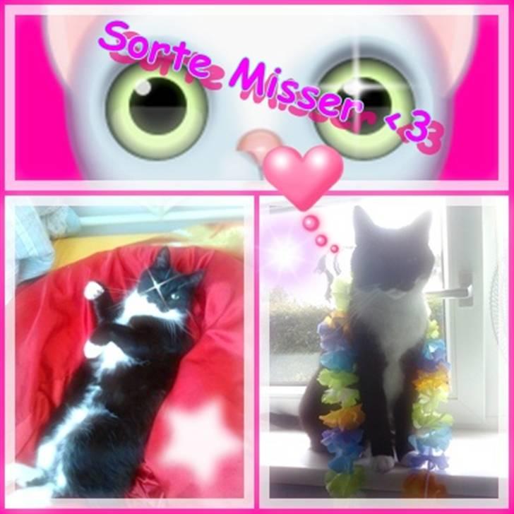 Blanding af racer Sorte*Desværre ikke blandt os længere* billede 1