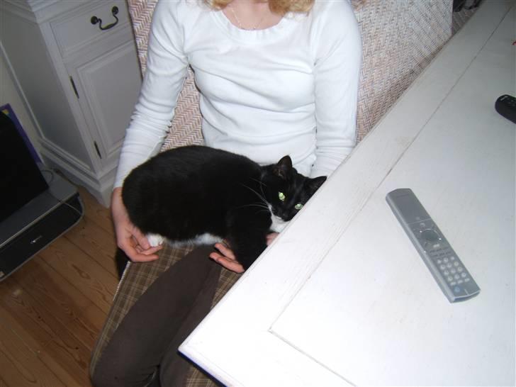 Blanding af racer Sorte*Desværre ikke blandt os længere* billede 2