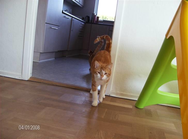 Huskat Ludwig *BORTGIVET* - Sagde du noget mor? billede 7