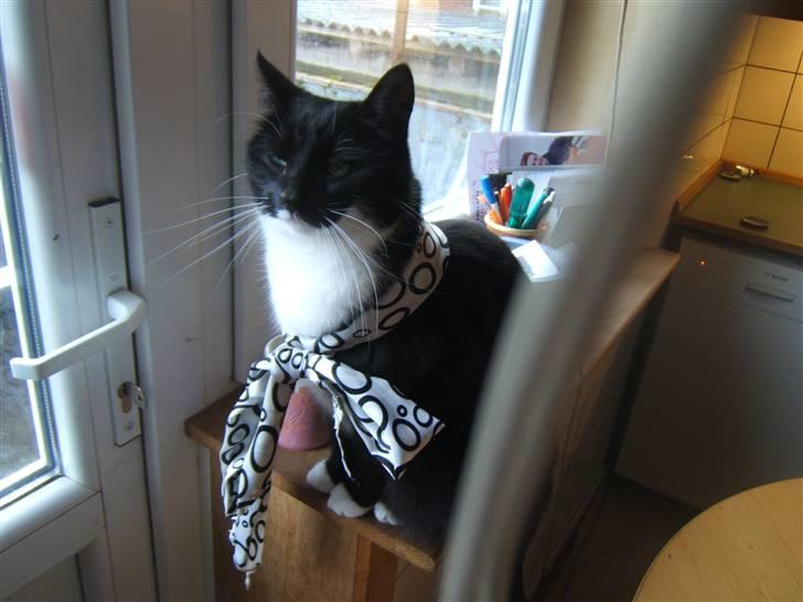 Blanding af racer Sorte*Desværre ikke blandt os længere* billede 3