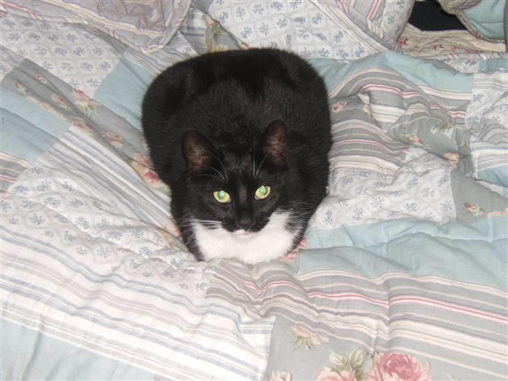 Blanding af racer Sorte*Desværre ikke blandt os længere* billede 4