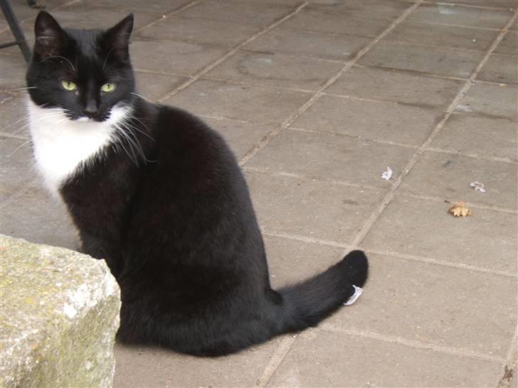 Blanding af racer Sorte*Desværre ikke blandt os længere* billede 5