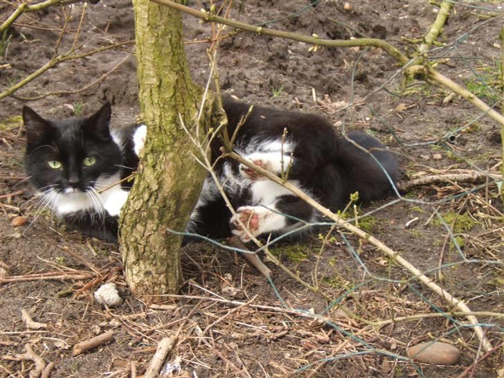 Blanding af racer Sorte*Desværre ikke blandt os længere* billede 6