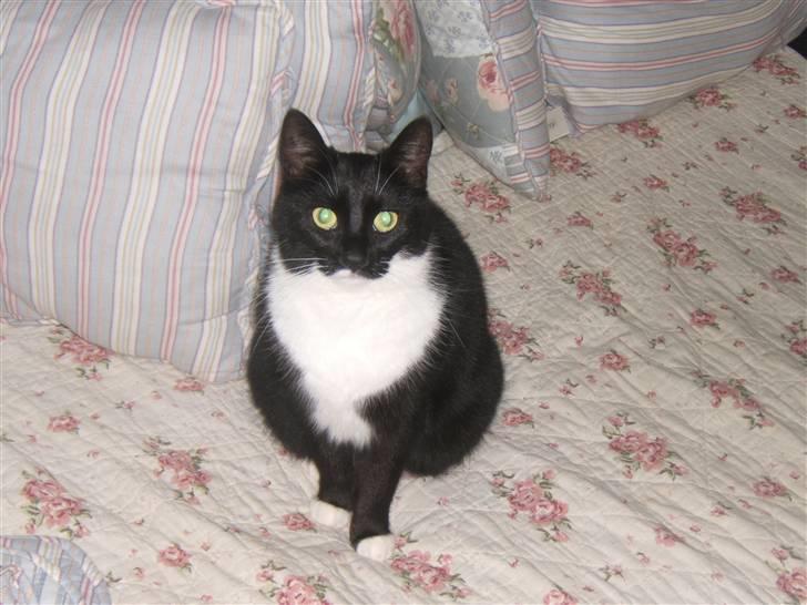 Blanding af racer Sorte*Desværre ikke blandt os længere* billede 7